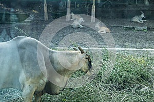 A sheep is grazing and flock in the Chongqing Zoo