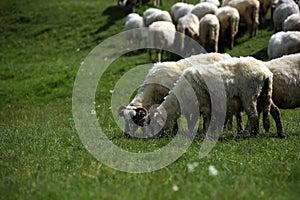 Sheep grazing photo