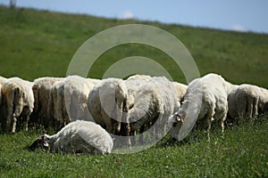 Sheep grazing