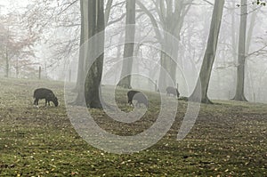 Sheep grazing in a foggy forest