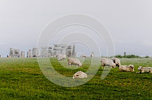 Sheep grazing at a foggy Stonehenge