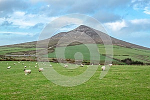 Sheep Grazing at the Foot of the Great Sugar Loaf, County Wicklow, Ireland