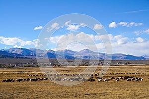 Sheep grazing at foot of Snow Mountain on Pamirs in Fall