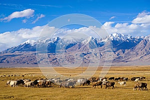 Sheep grazing at foot of Snow Mountain on Pamirs in Fall