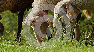 Sheep grazing freely in nature