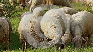 Sheep grazing freely in nature