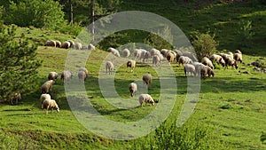 Sheep grazing freely in nature