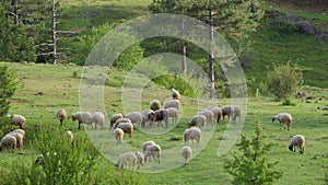 Sheep grazing freely in nature