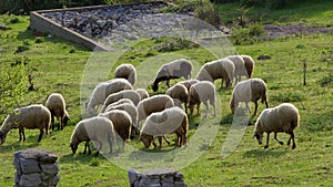 Sheep grazing freely in nature