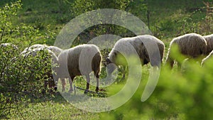 Sheep grazing freely in nature