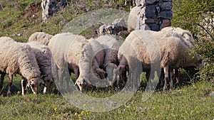 Sheep grazing freely in nature