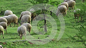 Sheep grazing freely in nature