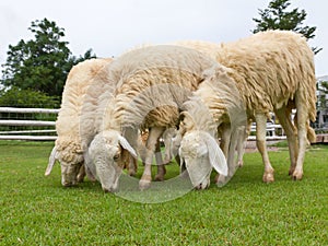 Sheep grazing fresh green grass in farm