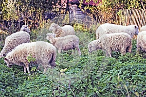 Sheep grazing in garden next to house