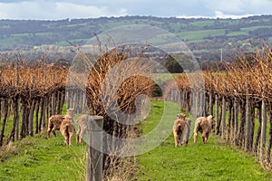 Sheep grazing among the grapevines