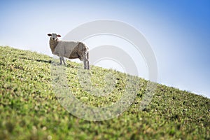 Sheep grazing in the grass in Austria