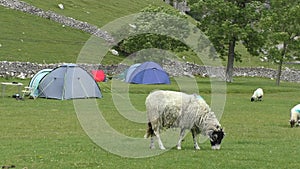 Sheep grazing grass in camp site