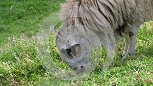 Sheep grazing on grass in field. Close up, slow motion.