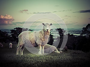 Sheep grazing in a grass field in sunset. New Zealand. Copy space provided.