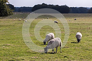 Sheep grazing on grass. Freerange organic livestock farming