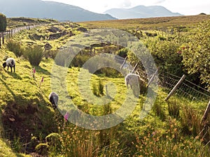 Sheep grazing grass on a hill,