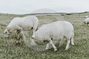 Sheep grazing on the grass land