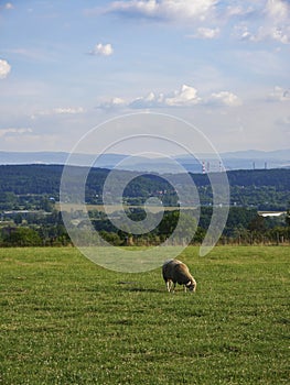 Sheep grazing grass in a meadow on a hill