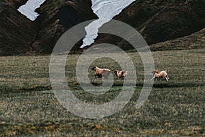 sheep grazing on grass of pasture and mountains with snow