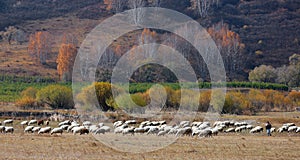 Sheep grazing in the grassland