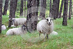 Sheep grazing in a grassy forest