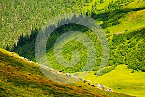 sheep grazing on grassy hillside