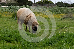 sheep grazing in the green field