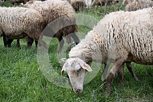 sheep grazing in the green field