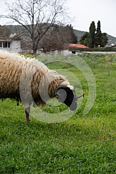 sheep grazing in the green field