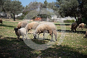 sheep grazing in the green field