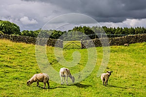 Sheep grazing in a green field