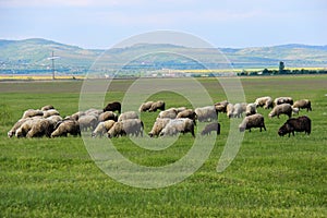 Sheep Grazing in Green Field