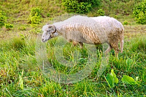 Sheep grazing in a green field