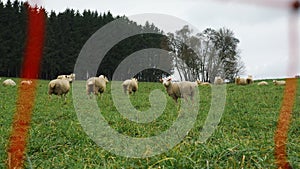 Sheep grazing on green field. Flock of wool sheep on pasture chewing grass