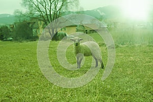 Sheep grazing on the green field during spring season.