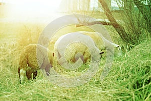 Sheep grazing on the green field during spring season.