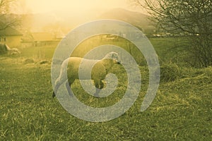 Sheep grazing on the green field during spring season.