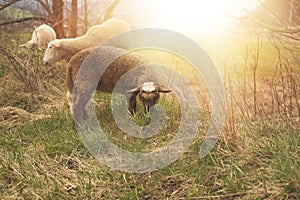 Sheep grazing on the green field during spring season.