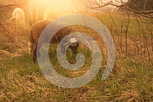 Sheep grazing on the green field during spring season.