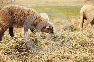 Sheep grazing on the green field during spring season.