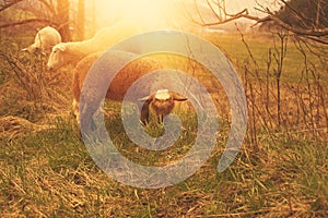 Sheep grazing on the green field during spring season.