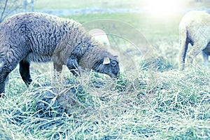 Sheep grazing on the green field during spring season.