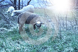 Sheep grazing on the green field during spring season.