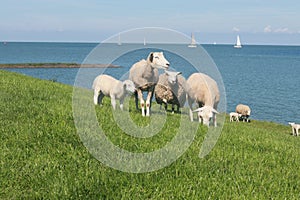 Sheep grazing in green fields at the coast