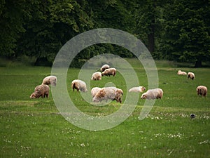 Sheep grazing on green grass